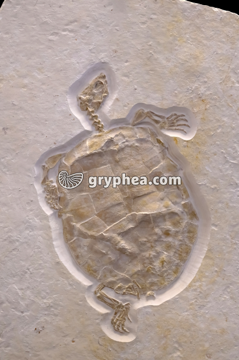 Tortue fossile (vue d'ensemble) - gryphea.org
